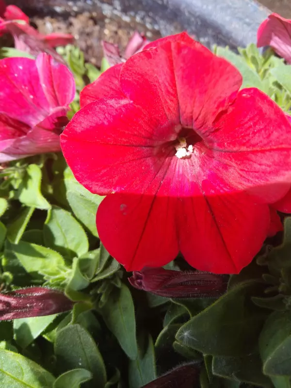 Чайная беседка