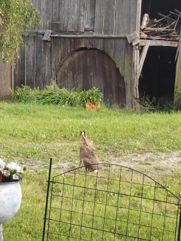 Чайная беседка