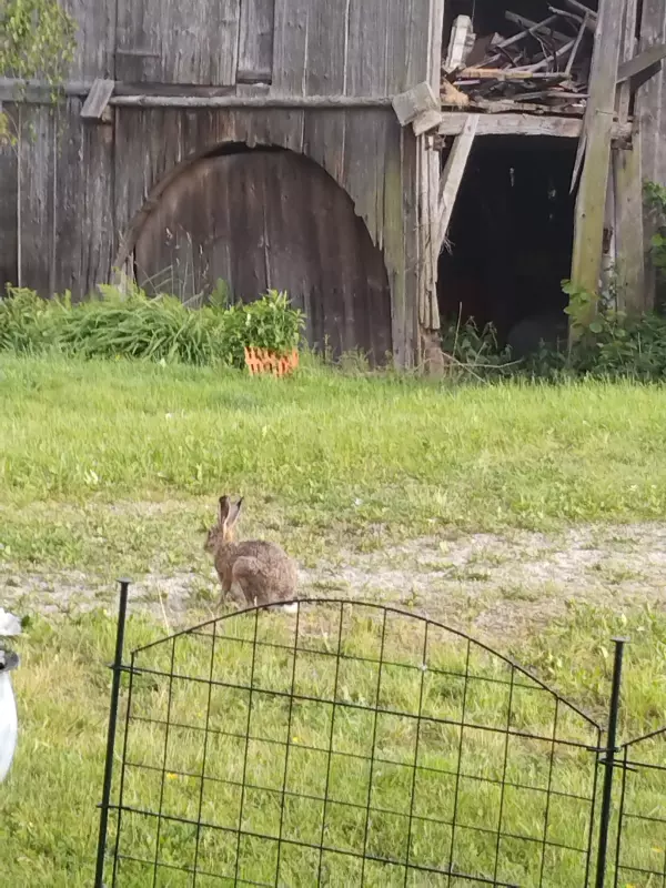 Чайная беседка