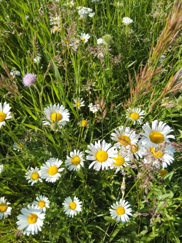 Чайная беседка