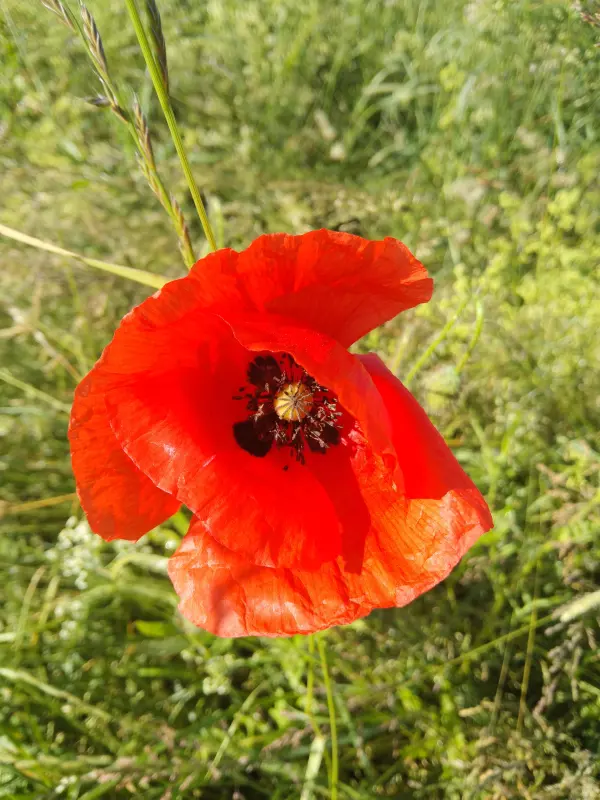 Чайная беседка