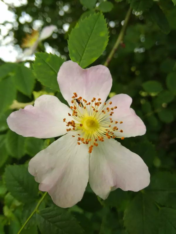 Чайная беседка