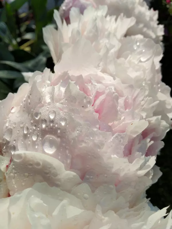 Чайная беседка