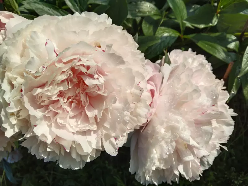 Чайная беседка