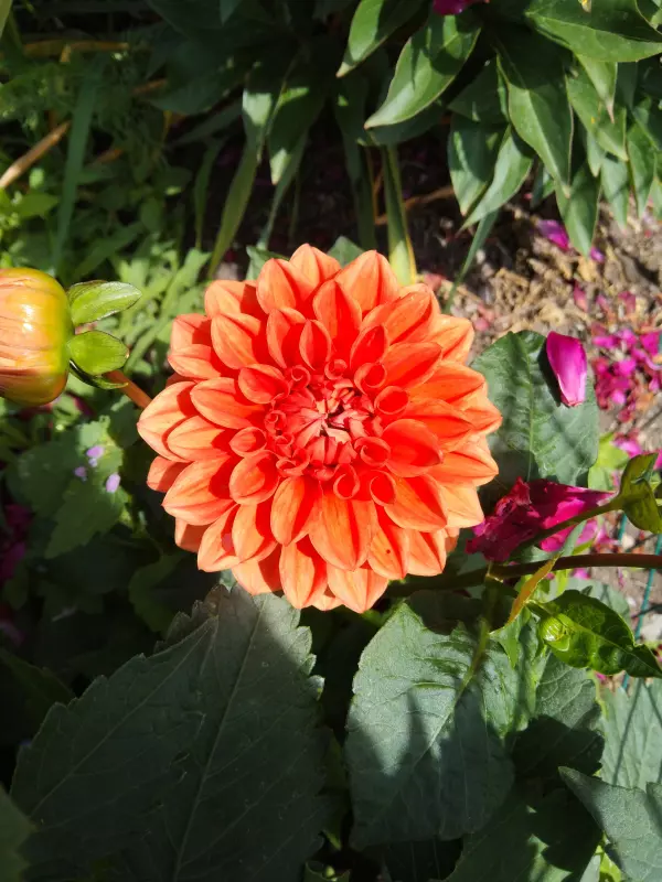 Чайная беседка