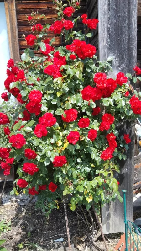 Чайная беседка