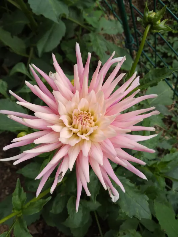 Чайная беседка