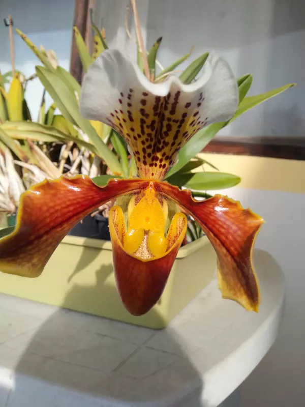 Чайная беседка