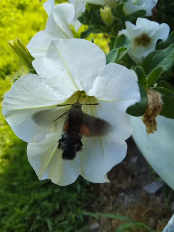 Чайная беседка