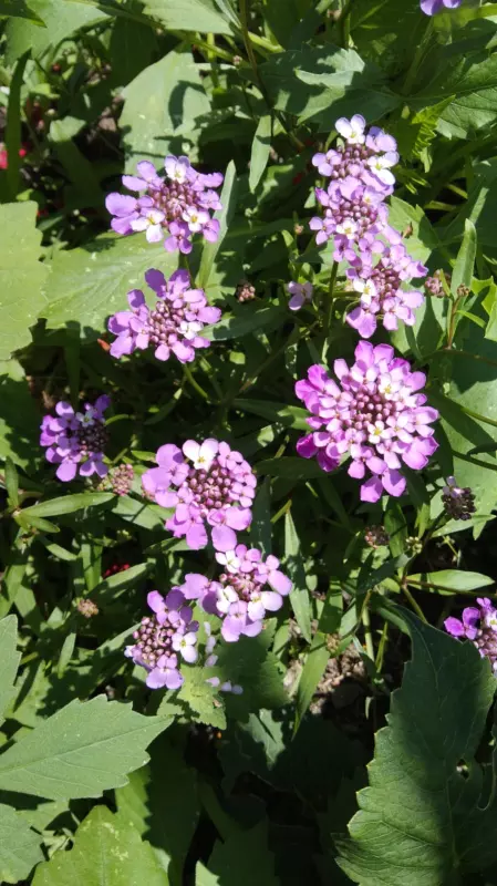 Чайная беседка