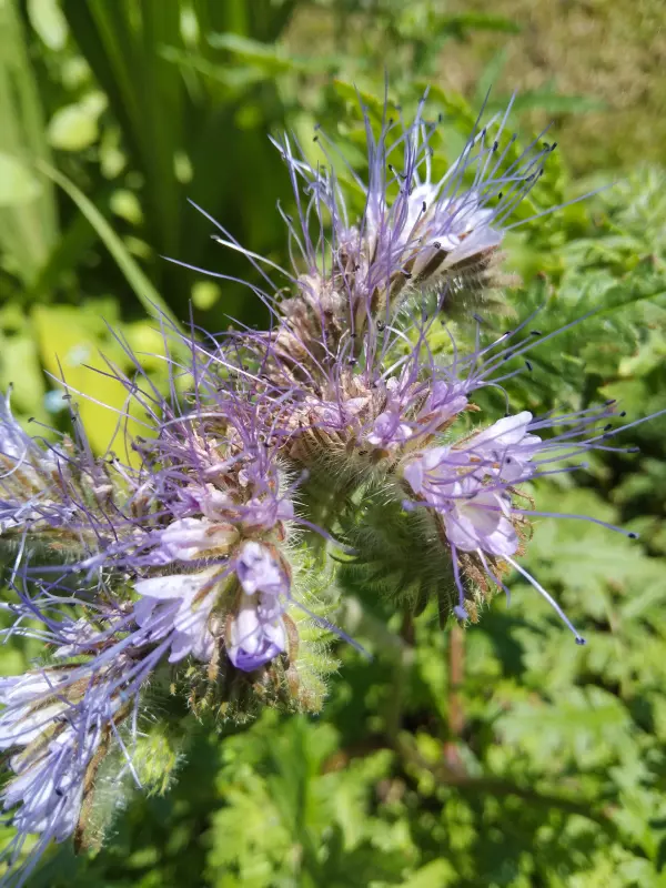 Чайная беседка