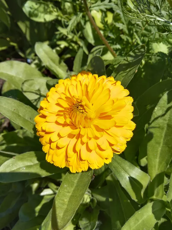 Чайная беседка