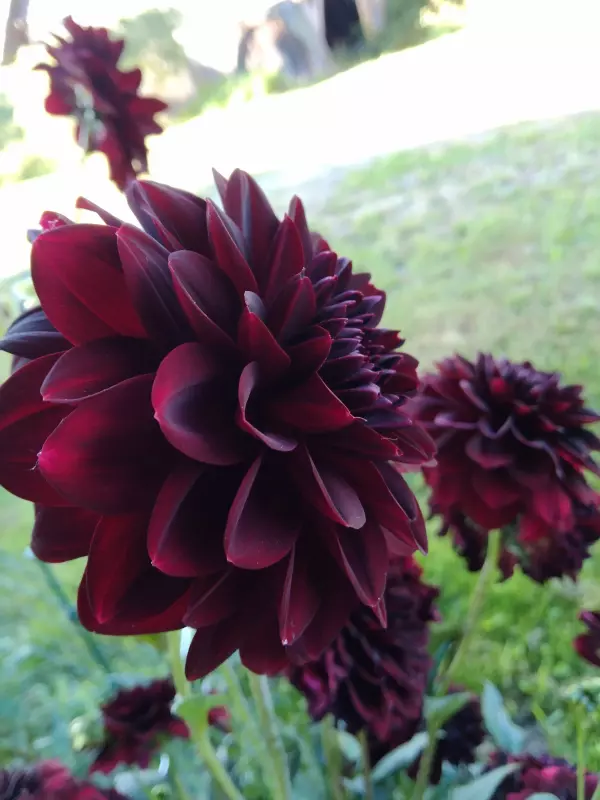 Чайная беседка