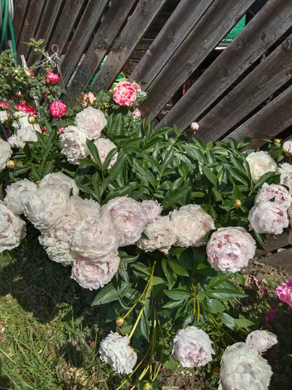 Чайная беседка