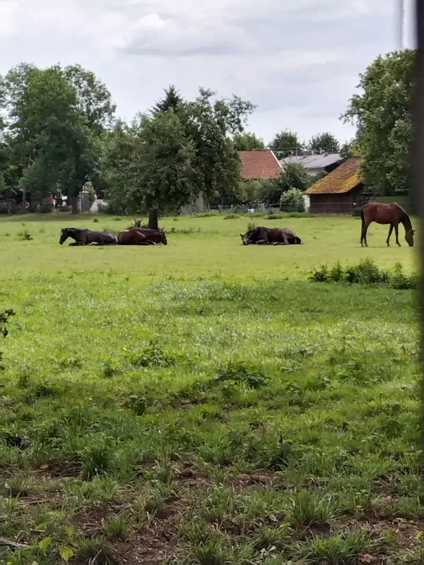 Чайная беседка