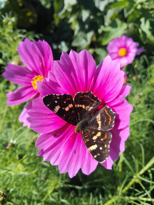 Чайная беседка