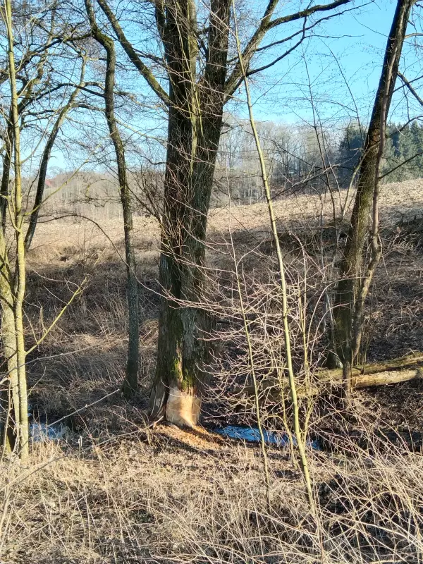 Чайная беседка