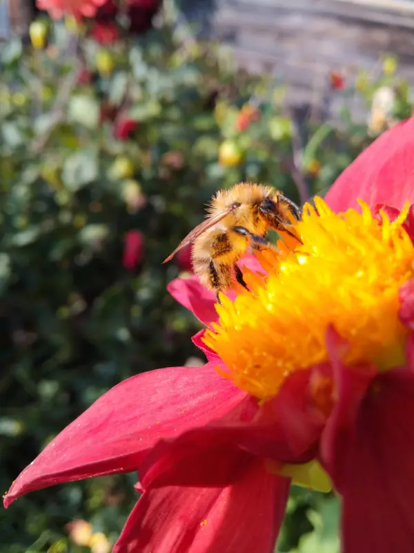 Чайная беседка