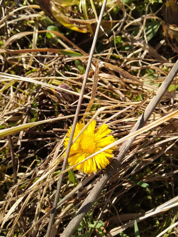 Чайная беседка