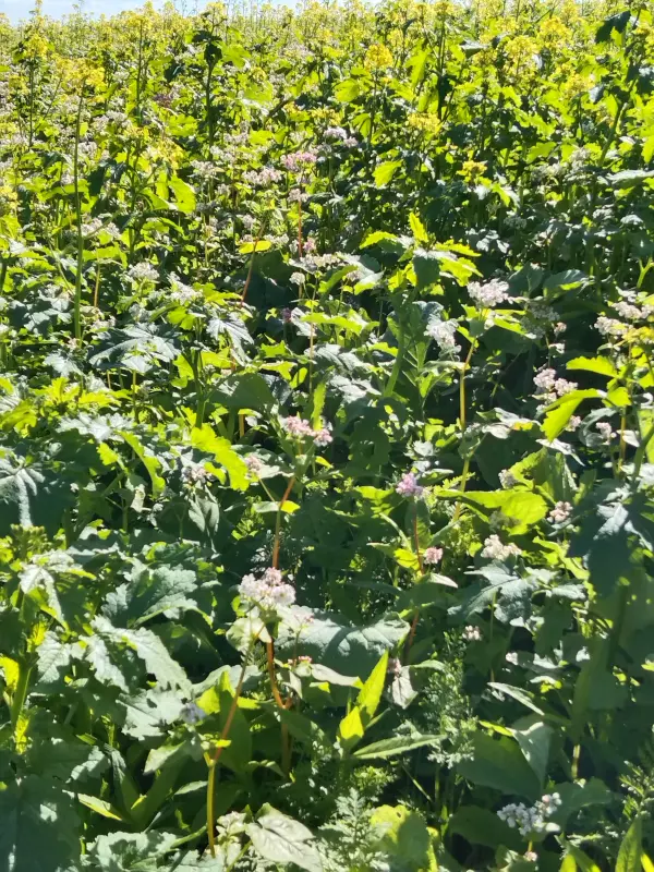 Чайная беседка