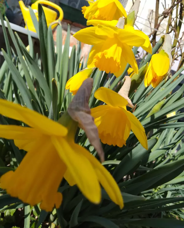 Чайная беседка