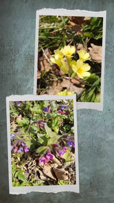 Чайная беседка