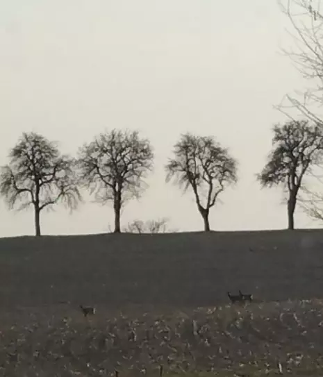 Чайная беседка