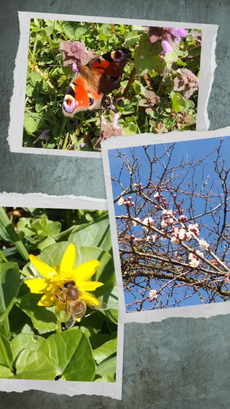 Чайная беседка