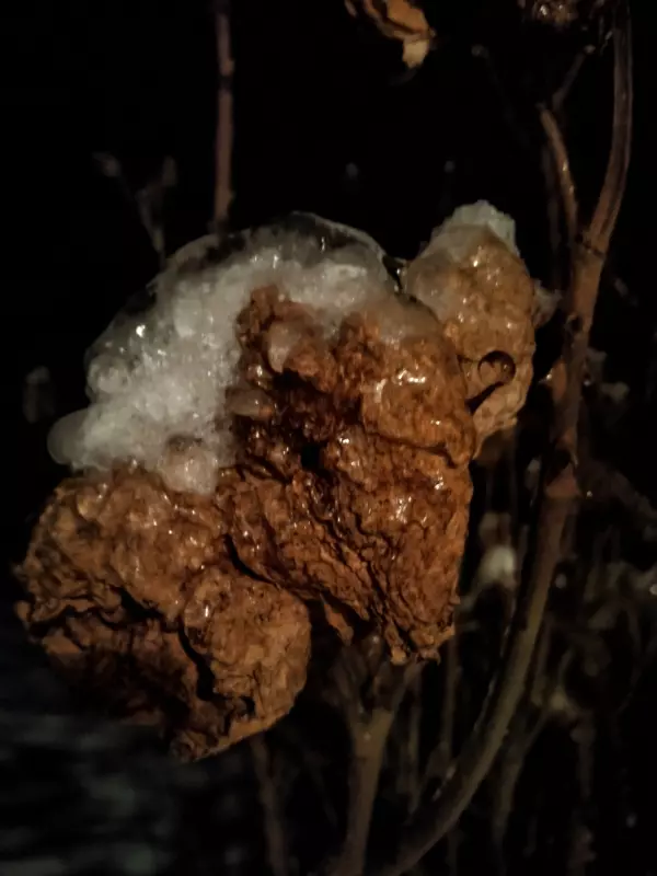 Чайная беседка