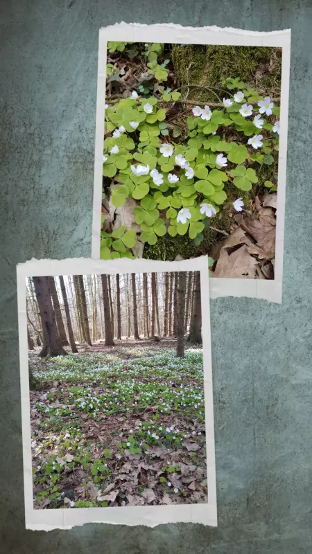 Чайная беседка