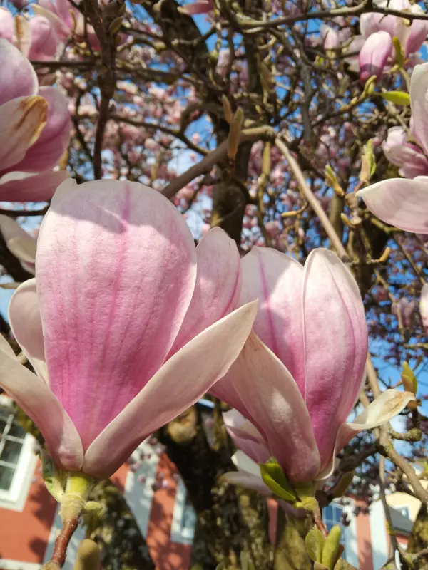 Чайная беседка