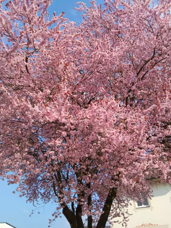 Чайная беседка