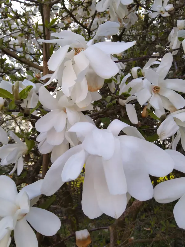 Чайная беседка