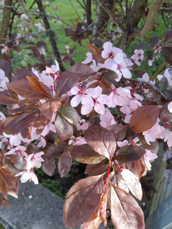 Чайная беседка