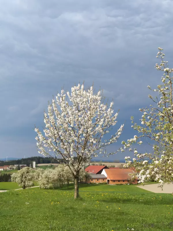 Чайная беседка