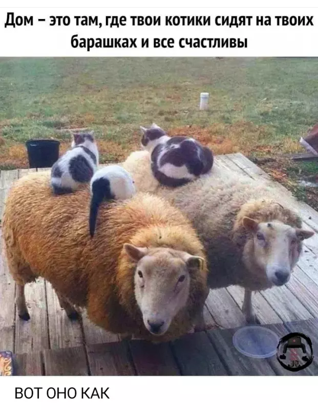 Позитивчик (фото, видео, рассказы для хорошего настроения)