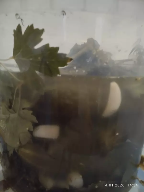 Правильные огурчики, классические