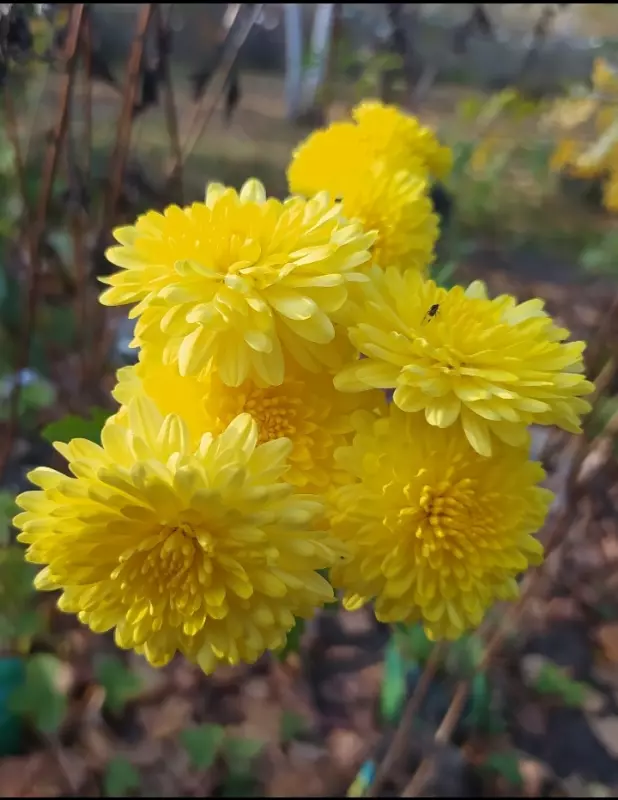 Кафе "У пани Сони"