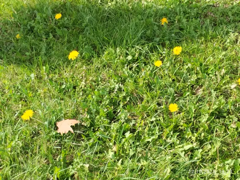 Кафе "У пани Сони"