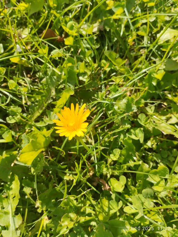 Кафе "У пани Сони"