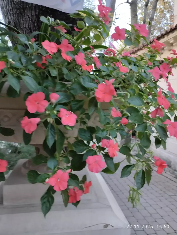 Кафе "У пани Сони"