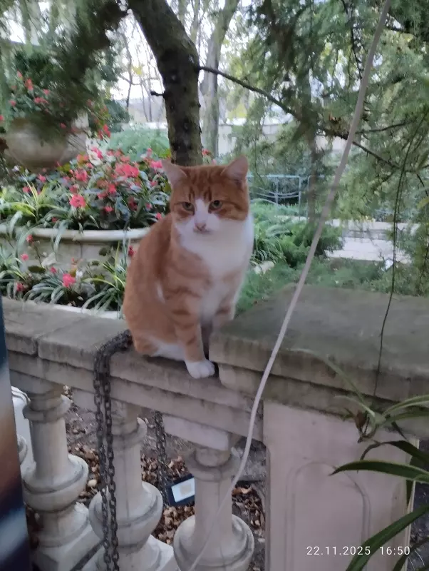 Кафе "У пани Сони"