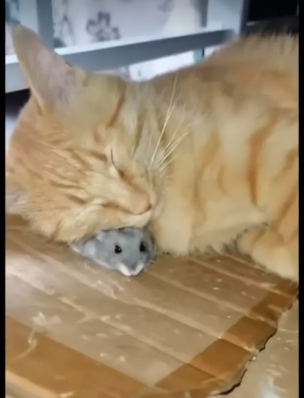 Кафе "У пани Сони"