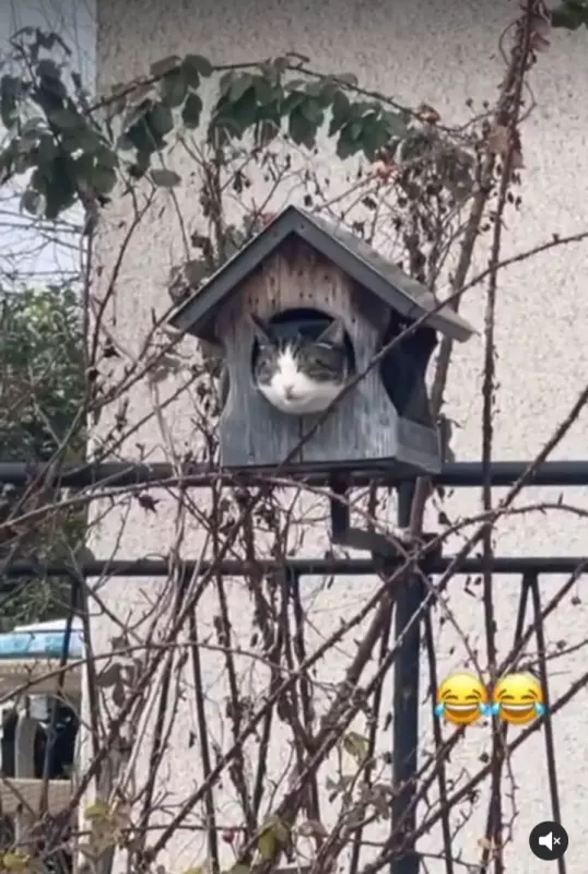 Кафе "У пани Сони"