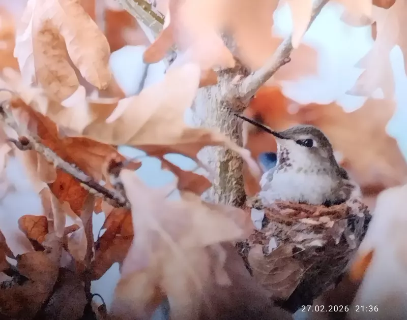 Кафе "У пани Сони"