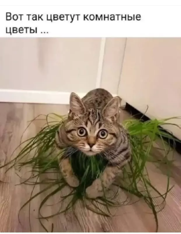 Кафе "У пани Сони"