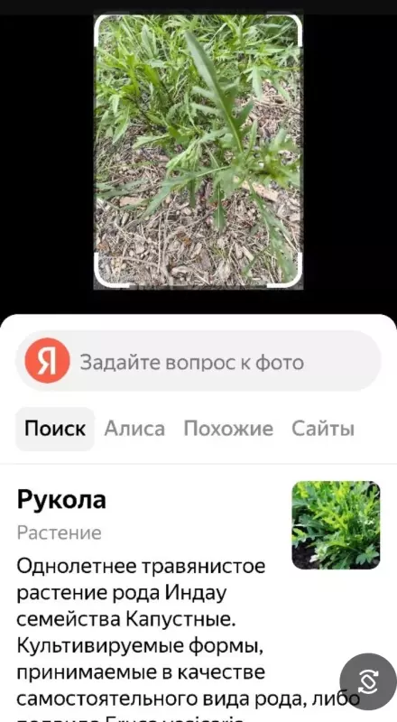 Кафе "У пани Сони"