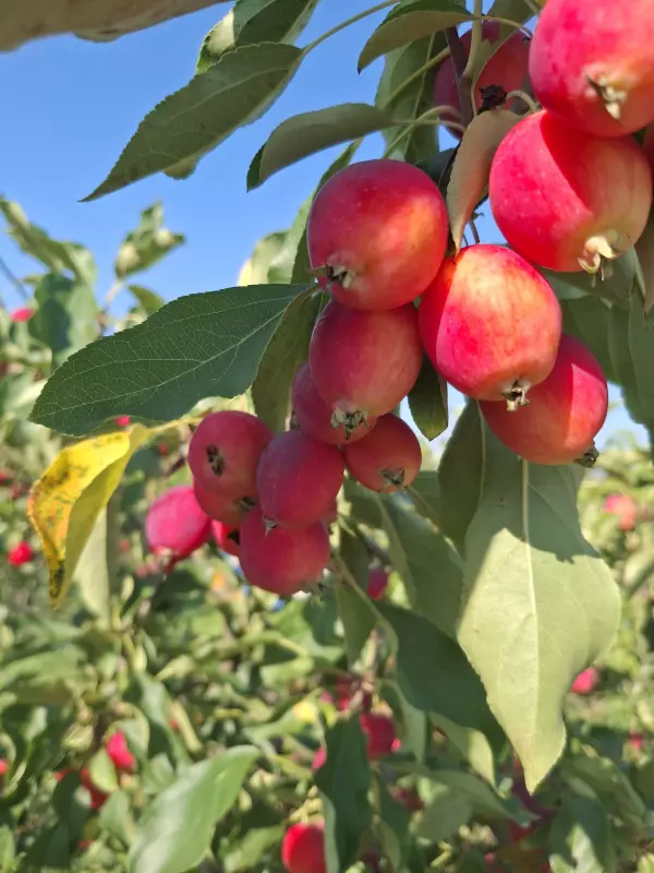 Загородная жизнь - обустройство на земле во всем разнообразии