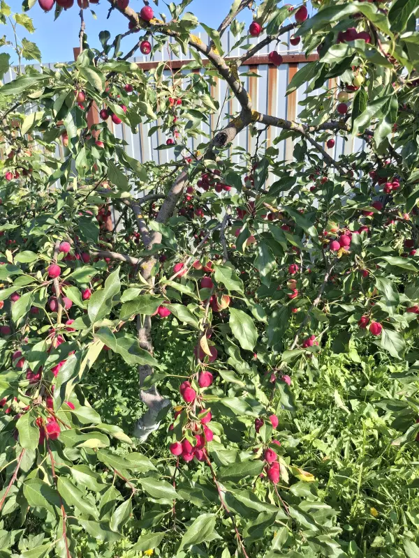 Загородная жизнь - обустройство на земле во всем разнообразии