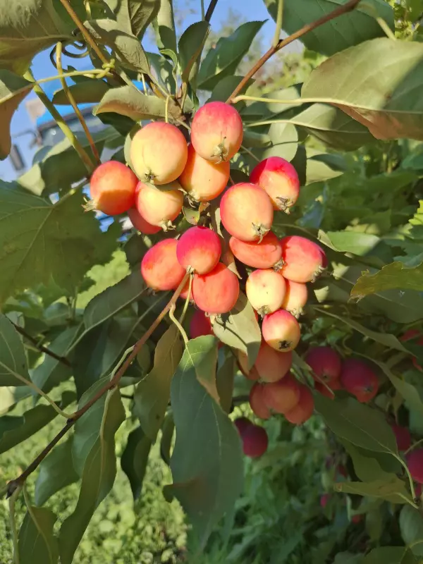 Загородная жизнь - обустройство на земле во всем разнообразии